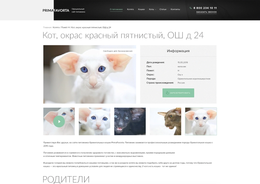 Страница котят